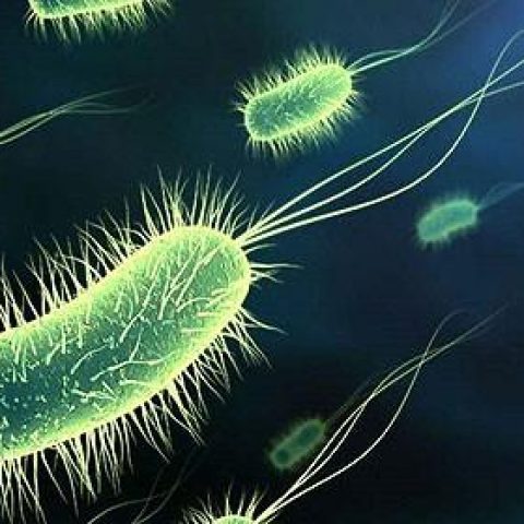 Kpc Oxa 48 Una Bacteria Inmune A Cualquier Antibiotico