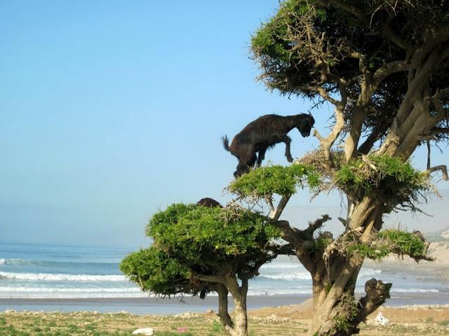 Marruecos y las cabras