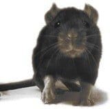 Rats thumb jpg