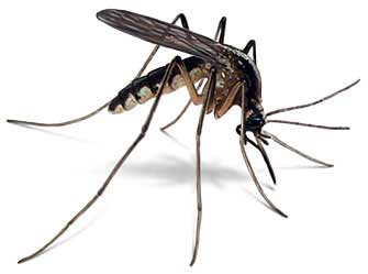 ¿como Pican Los Mosquitos