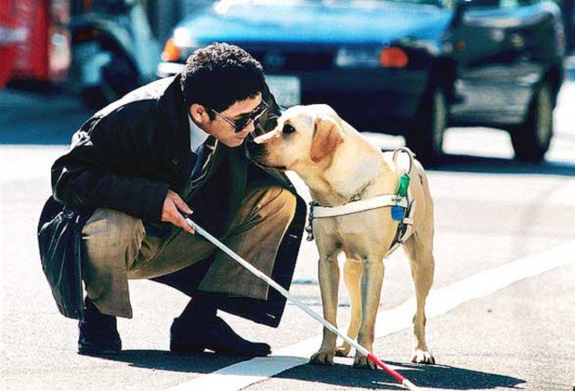 Perro guía - Lazarillo
