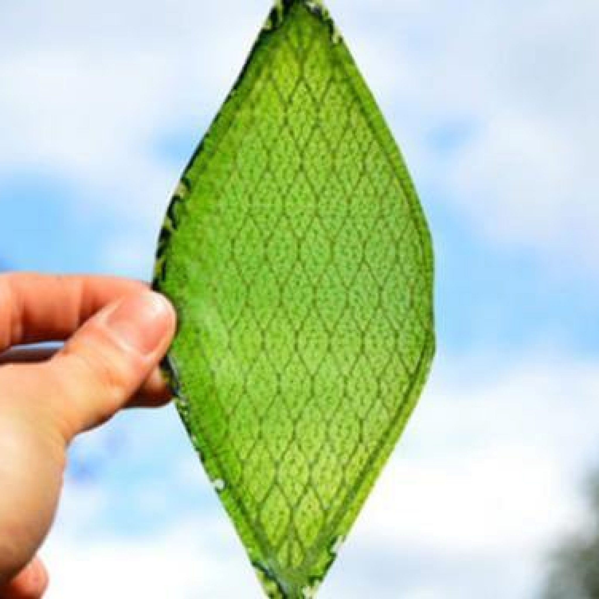 Silk Leaf: La Hoja Artificial Que Genera Oxígeno