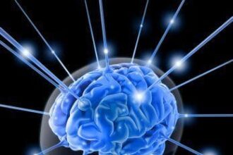 Brain