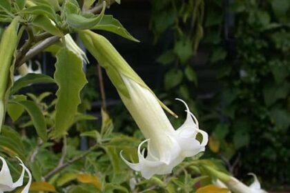 Burundanga O Escopolamina