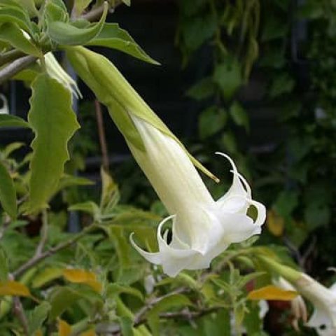 Burundanga O Escopolamina