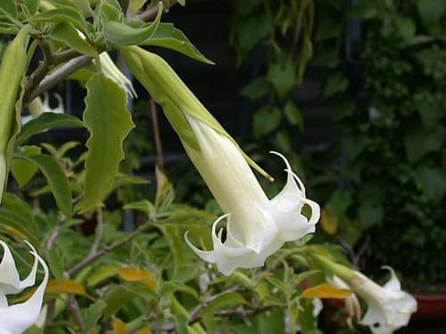 Burundanga O Escopolamina