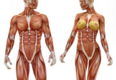 Cuerpo humano