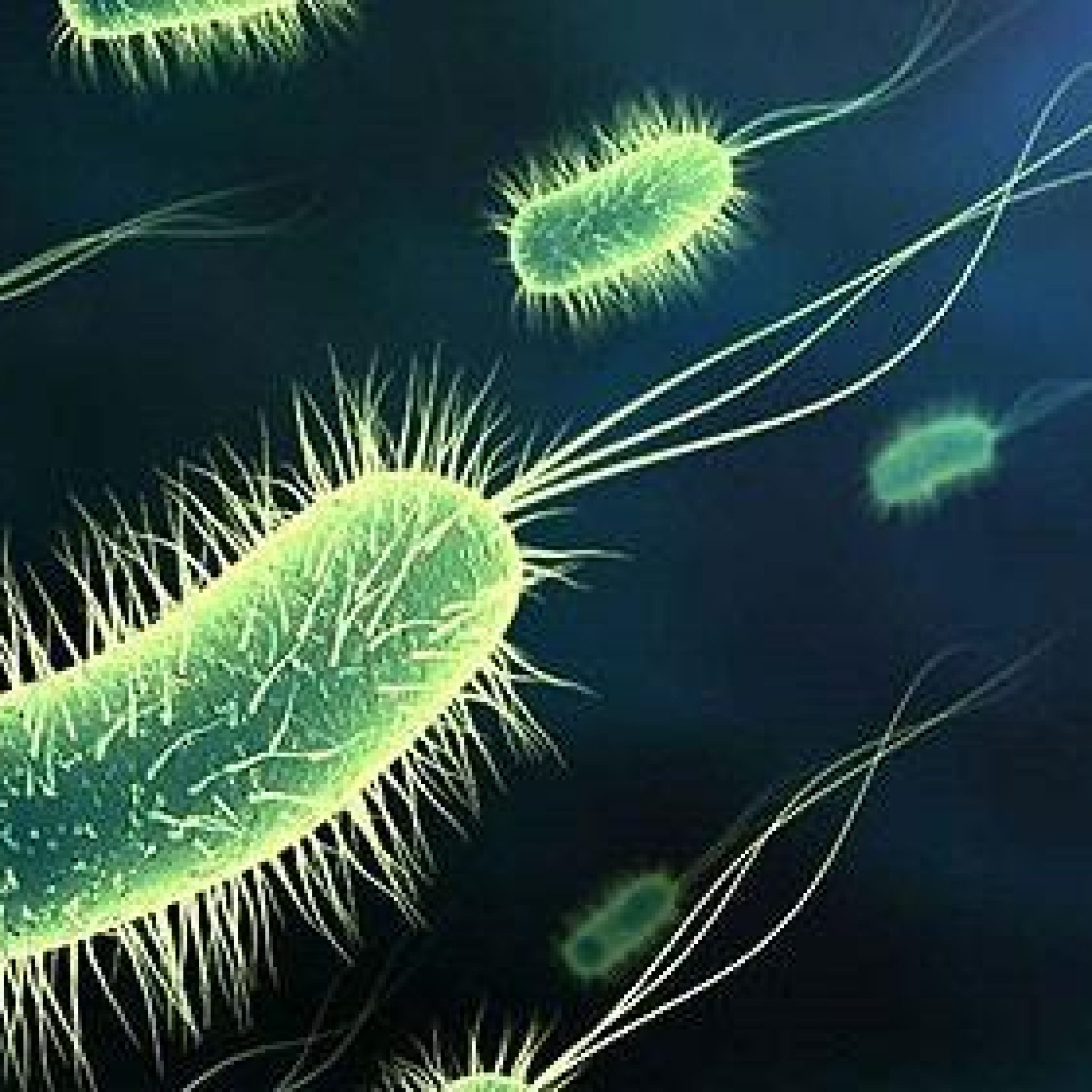 Kpc Oxa 48 Una Bacteria Inmune A Cualquier Antibiotico