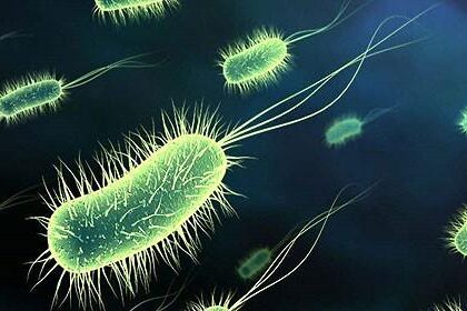 Kpc Oxa 48 Una Bacteria Inmune A Cualquier Antibiotico
