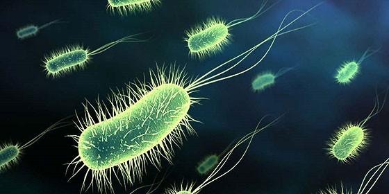 Kpc Oxa 48 Una Bacteria Inmune A Cualquier Antibiotico