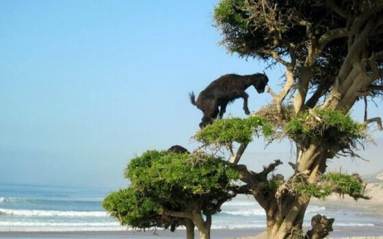 Marruecos y las cabras