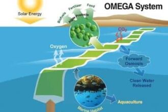 Omega Nasa Producir Biocombustible Sostenible
