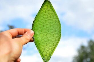 Silk Leaf