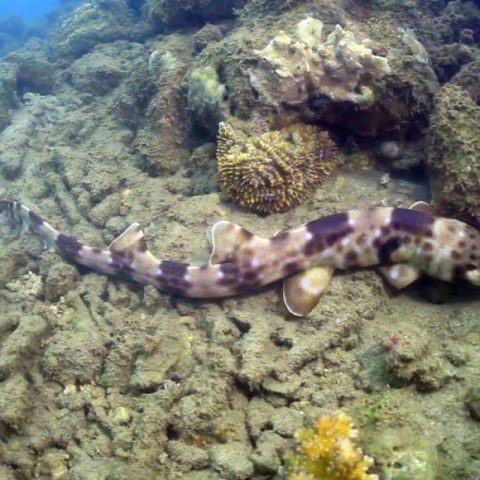 Hemiscyllium Halmahera: Una Especie De Tiburón Que Camina En El Lecho Marino