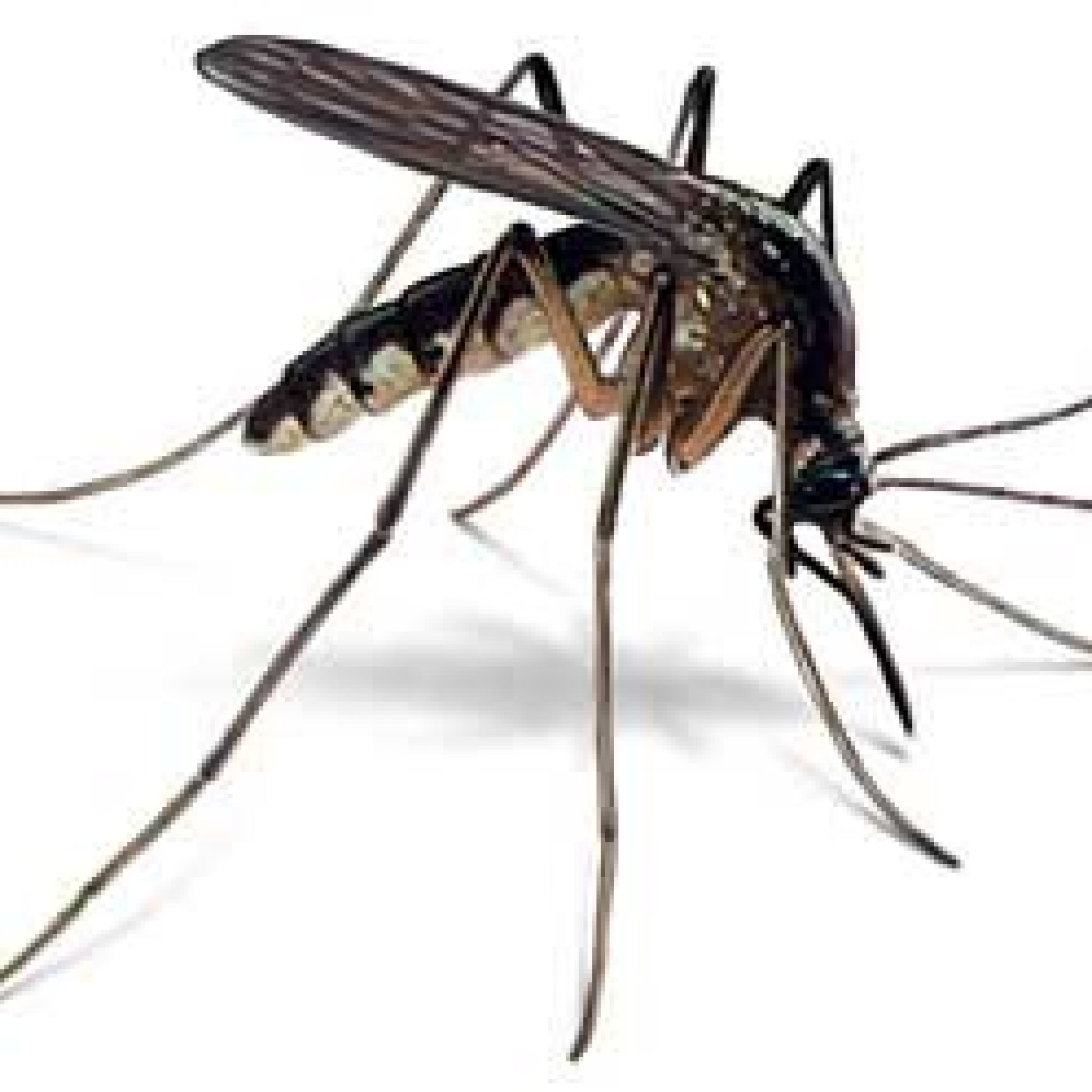 ¿como Pican Los Mosquitos