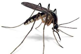 ¿como Pican Los Mosquitos