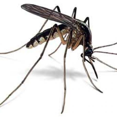 ¿como Pican Los Mosquitos