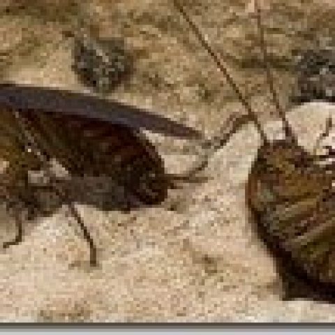 Las Cucarachas PodrÍAn Ser Una Buena Fuente De AntibiÓTicos