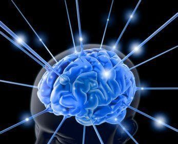 Brain