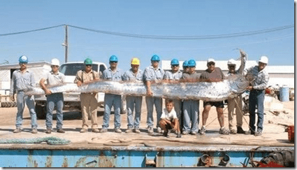 Pez Remo: el pez mas largo del mundo