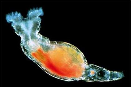 Los Rotiferos Organismos Microscopicos Del Agua