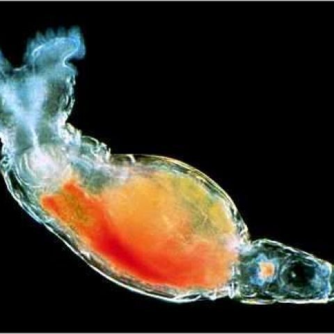 Los Rotiferos Organismos Microscopicos Del Agua
